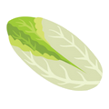 Endive