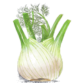 Fenouil