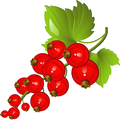 Groseille