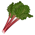 Rhubarbe
