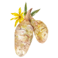 Topinambour